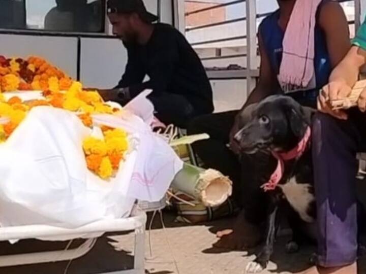 example of loyalty to owner till cremation know the story of Kalu of Bastar ann मालिक के लिए वफादारी की ऐसी मिसाल कि दाह संस्कार तक नहीं छोड़ा साथ, भावुक कर देगी बस्तर के 'कालू' की कहानी