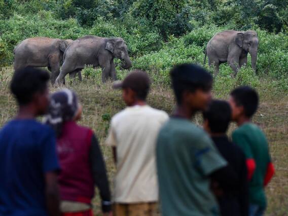 Jharkhand: झारखंड में इंसानों और हाथियों के बीच बढ़ा संघर्ष, पांच सालों में इतने लोगों ने गंवायी जान Jharkhand: झारखंड में इंसानों और हाथियों के बीच बढ़ा संघर्ष, पांच सालों में इतने लोगों ने गंवायी जान