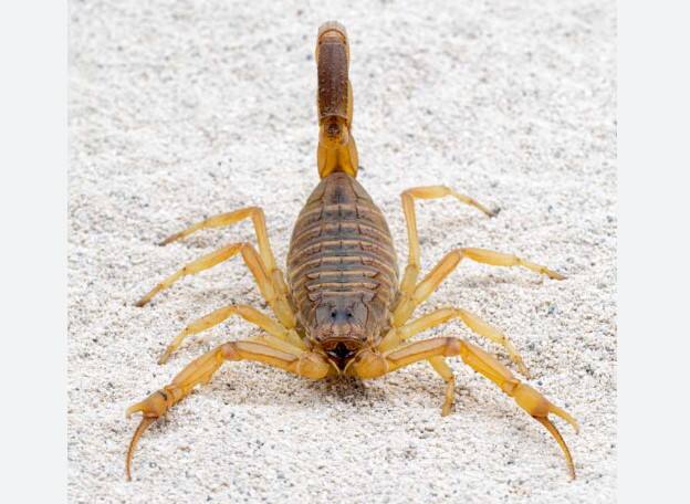 जगात सापांचं विष सर्वात विषारी असते, हे आपण सर्वांनीच ऐकलं आहे. विशेषत: क्रोबा जातीच्या सापाचं विष सर्वात विषारी असल्याचं म्हटलं जातं. पण तुम्हाला माहीत आहे का, सर्वात महाग विष कोणाचं असतं.