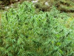 हिमाचल प्रदेश में जल्द लीगल होगी भांग की खेती, पॉलिसी लाने की तैयारी में सरकार