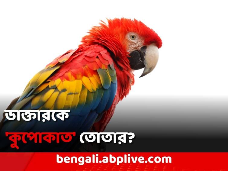 Viral Parrot Owner Fined ₹ 74 Lakh After Bird Injures Doctor In Taiwan Viral News: পাখির ডানার ঝাপটায় আহত চিকিৎসক! পোষ্যর মালিককে ৭৪ লক্ষ টাকা জরিমানা