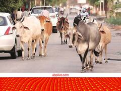 Subsidy Offer: गौवंशों के लिए बढ़ाई गई सहायता राशि, अब हर एक पशु के लिए मिलेगा इतना अनुदान