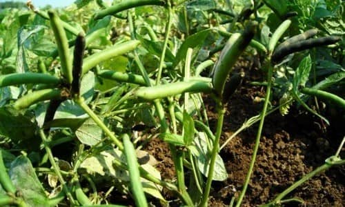 நெல் தரிசல் உளுந்து சாகுபடி செய்ய முன்வாருங்கள் - விவசாயிகளுக்கு வேளாண்மை உதவி இயக்குநர் வேண்டுகோள்