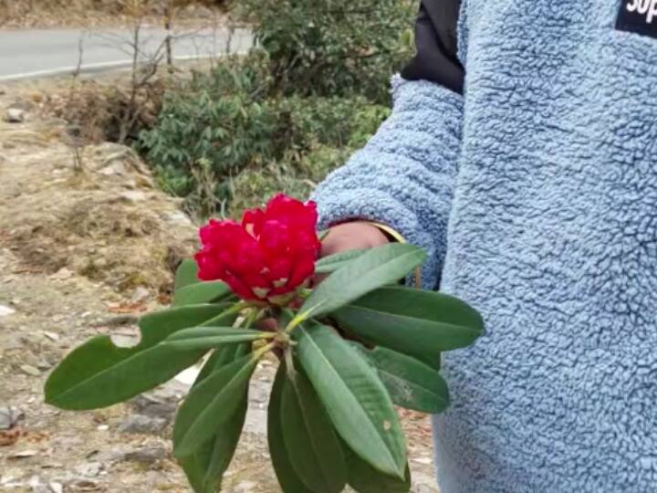 Himalayan Regions Buransh Flower Blooming Before Time After Global Warming Effect ANN Rudraprayag: ग्लोबल वार्मिंग का असर! हिमालयी क्षेत्रों में टाइम से पहले ही खिल रहे बुरांश, पिका जानवर के अस्तित्व पर खतरा