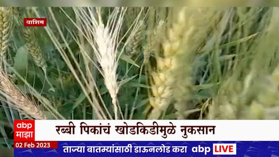 Washim : वाशिममध्ये शेतकरी चिंतेत, खोडकिडीमुळे पिकांचं मोठं नुकसान ABP Majha