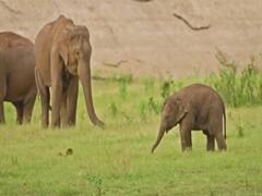 Baby Elephant Explores Its Surroundings In Tamil Nadu, Watch Viral Video