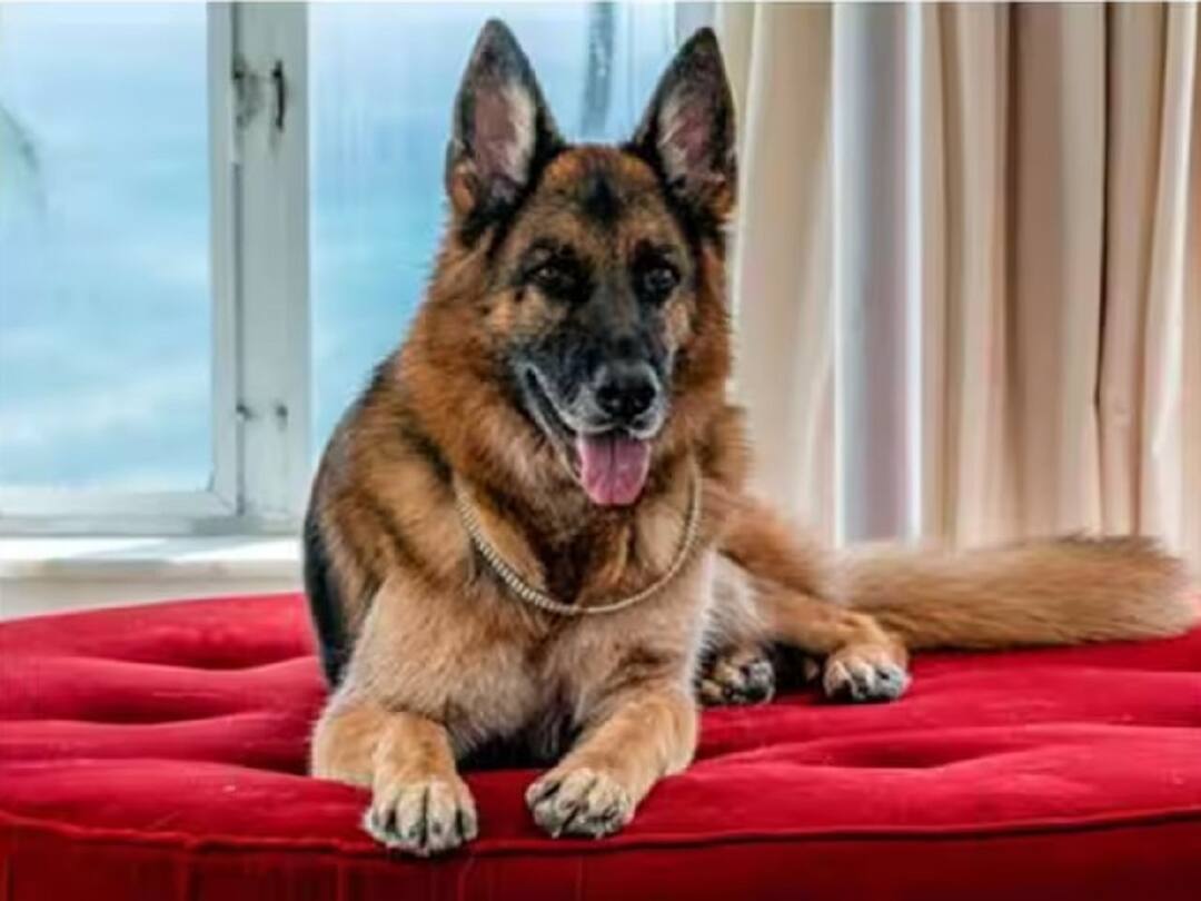 World Richest Dog: ప్రపంచంలోనే అత్యంత సంపన్న శునకం - రూ.655 కోట్ల ఆస్తులు, ఓ కంపెనీకి యజమాని! Gunther's Millions Worlds Richest Dog Owner Leaved Rupees 655 Crore Before Death Dog Have Servent Bunglow World Richest Dog: ప్రపంచంలోనే అత్యంత సంపన్న శునకం - రూ.655 కోట్ల ఆస్తులు, ఓ కంపెనీకి యజమాని!