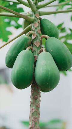 Papaya: पपईच्या दरात वाढ; शेतकऱ्यांना अकरा रुपये प्रति किलो दरानं मिळणार भाव