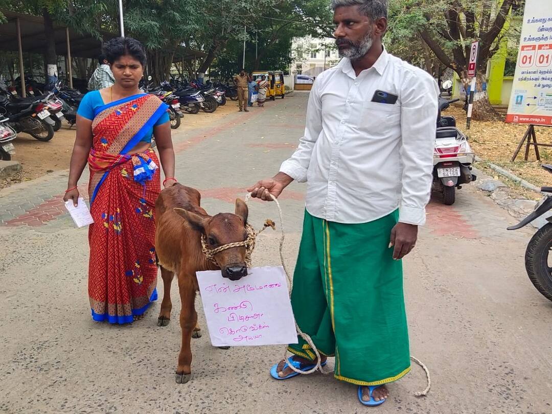 Petition in Villupuram Collector's office after finding the mother cow and wearing the flag around the calf TNN 'அம்மாவை கண்டுபிடித்து தாருங்கள்' - மனு கொடுக்க வந்த கன்றுக்குட்டி