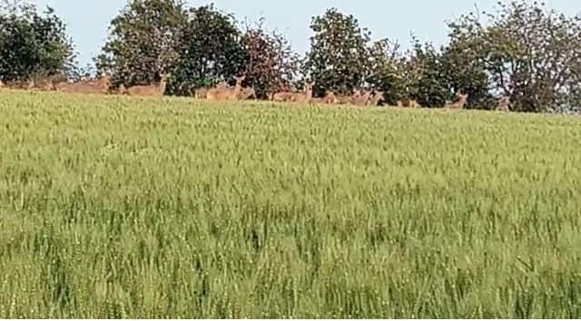 Huge loss of crops due to animal infestation take action against wild animals farmer demands through Facebook post Buldhana News : ...तर शेतकरी नामशेष व्हायला वेळ लागणार नाही, प्राण्यांच्या उपद्रवामुळे पिकाचं नुकसान झालेल्या हतबल शेतकऱ्याची फेसबुक पोस्ट