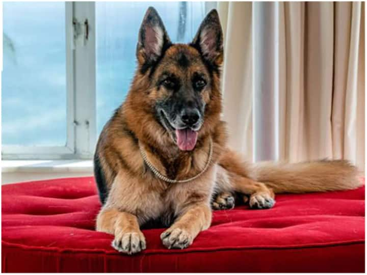 world richest dog owner leaved Rs 655 crore before death Dog have servant and bungalow offbeat News World Richest Dog: ये है दुनिया का सबसे रईस कुत्ता, 655 करोड़ रुपये का है मालिक, किसी सेलिब्रिटी से कम नहीं लाइफस्टाइल