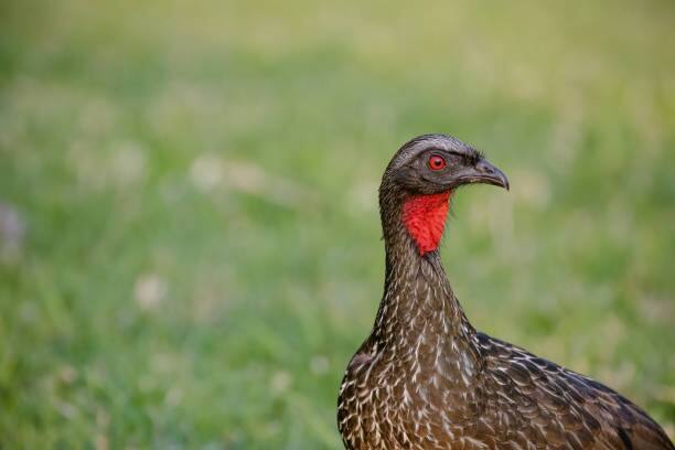 जाकू बर्ड कॉफीची किंमत सुमारे 1000 डॉलर प्रतिकिलो आहे म्हणजेच, या एक किलो कॉफीसाठी तुम्हाला सुमारे 81000 रुपये खर्च करावे लागतील.          (PC:istock)