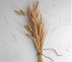 Wheat : नंदूरबार जिल्ह्यात गव्हाची शेती बहरली