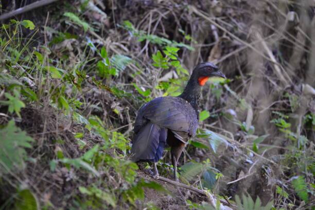 त्यांच्या ब्राझीलमधील कॉफीच्या बागेत जाकू पक्षाने धुमाकूळ घातला होता. जाकू पक्षी त्यांच्या बागेतील कॉफीच्या बिया खायचे, यामुळे त्यांना मोठ्या प्रमाणात नुकसानीचा सामना करावा लागला.        (PC:istock)