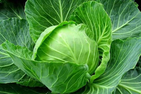 Cabbage Juice Benefits: पत्तागोभी का जूस सिर्फ वजन ही कम नहीं करता बल्कि इसके और भी कई बड़े फायदे हैं. Cabbage Juice Benefits: पत्तागोभी का जूस सिर्फ वजन ही कम नहीं करता बल्कि इसके और भी कई बड़े फायदे हैं.