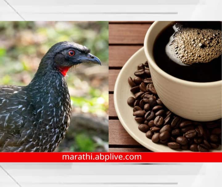 World's Most Expensive Jacu Bird Coffee : जगभरात चहाप्रेमी (Tea) प्रमाणेच कॉफी (Coffee) प्रेमींची संख्याही फार मोठी आहे. प्रत्येक ठिकाणच्या कॉफीची चव आणि किंमतही वेगवेगळी आहे.