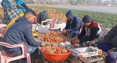 ਖੇਤੀ ਲਾਹੇਵੰਦ ਧੰਦਾ ! ਪੰਜਾਬ ਵਿੱਚ ਵੀ ਹੋ ਰਹੀ ਹੈ ਸਟ੍ਰਾਬੇਰੀ ਦੀ ਖੇਤੀ, ਕਿਸਾਨ ਜਸਪ੍ਰੀਤ ਦੀ ਸਫਲਤਾ ਦੀ ਕਹਾਣੀ