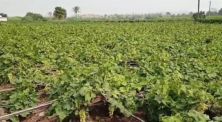 Sangli News : जोरदार वाऱ्यामुळं सांगलीत दोन एकर द्राक्ष बाग कोसळली, शेतकऱ्याचं 15 लाखांचं नुकसान
