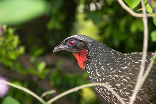 जगातील सर्वात महाग कॉफी जाकू बर्ड कॉफी (Jacu Bird Coffe) नावाने प्रसिद्ध आहे. ही कॉफी जाकू पक्षाच्या (Jacu Bird) विष्ठेपासून तयार केली जाते.  (PC:istock)