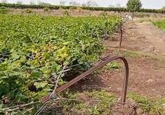 क्षणार्धात होत्याचं नव्हतं, वाऱ्यामुळं दोन एकर द्राक्ष बाग कोसळली