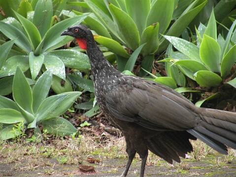 ही कॉफी बनवण्यासाठी सगळ्यात आधी जाकू पक्ष्याची विष्ठा शोधतात आणि नंतर त्यामधून कॉफीच्या बिया वेगळ्या केल्या जातात.          (PC:istock)