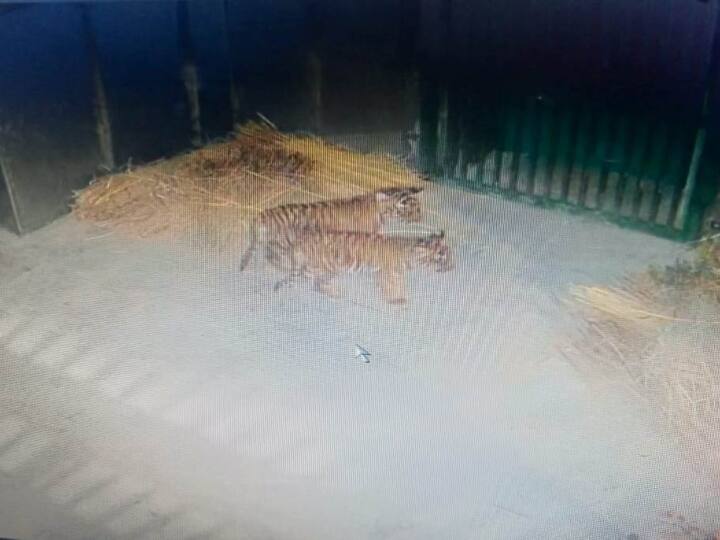 Ranthambore National Park Tigress T 114 two cubs kept under CCTV in Kota Abheda Biological Park ANN Rajasthan: बाघिन T-114 के दोनों शावकों की अठखेलियां CCTV में कैद, तीन महीने बाद बनेंगे जंगल की शान