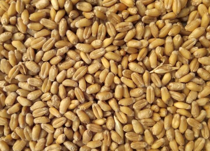 गेल्या आठवडाभरात असलेल्या ढगाळ वातावरणामुळं गव्हाच्या (Wheat) पिकावर मावा थिप्स यासारख्या बुरशीजन्य रोगाचा प्रादुर्भाव होण्याची शक्यता निर्माण झाली होती. त्यामुळं गव्हाचे पीक धोक्यात आले होते.
