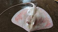 மீனவர் வலையில் சிக்கிய அபூர்வ வகை மீன் - ஆச்சரியத்துடன் பார்க்கும் பொதுமக்கள்