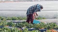 ਪੰਜਾਬ ਵਿੱਚ ਵੀ ਹੋ ਰਹੀ ਹੈ ਸਟ੍ਰਾਬੇਰੀ ਦੀ ਖੇਤੀ, ਜਾਣੋ ਕਿੰਨੇ ਹੋਵੇਗਾ ਮੁਨਾਫਾ