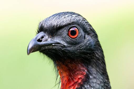 ब्राझीलच्या हेनरिक स्लोपर जी अराउजो यांनी लुवाक कॉफीपासून एक कल्पना सुचली आणि त्यांनीही जाकू पक्षाच्या विष्ठेपासून कॉफी बनवण्याचा शोध लावला.          (PC:istock)