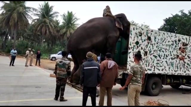 தருமபுரியில் ஒற்றை யானையை பிடிக்க கும்கி யானை வரவழைப்பு