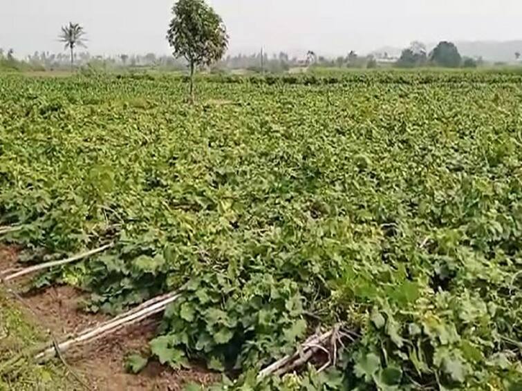 Agriculture News Two acre Grapes Crop collapsed in Sangli due to winds Sangli News : जोरदार वाऱ्यामुळं सांगलीत दोन एकर द्राक्ष बाग कोसळली, शेतकऱ्याचं 15 लाखांचं नुकसान