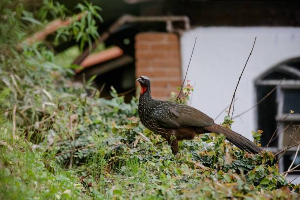 जाकू बर्ड कॉफी तयार करण्यामागे विचित्र कारण आणि रंजक कहाणी आहे. 2000 साली ब्राझीलच्या हेनरिक स्लोपर जी अराउजो या कॉफी बागायत दाराने या कॉफीची सुरुवात केली.         (PC:istock)