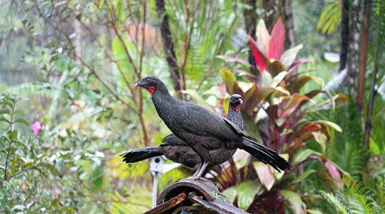 या बिया स्वच्छ केल्या जातात, त्यानंतर त्या बीन्स व्यवस्थित वाळवल्या जातात.          (PC:istock)