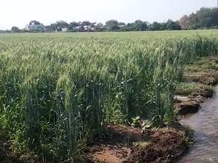 Agriculture News Favorable environment for wheat crop in Nandurbar district Wheat Crop : नंदुरबार जिल्ह्यात थंडीचा कडाका, गव्हाची शेती बहरली; उत्पादनात वाढ होणार