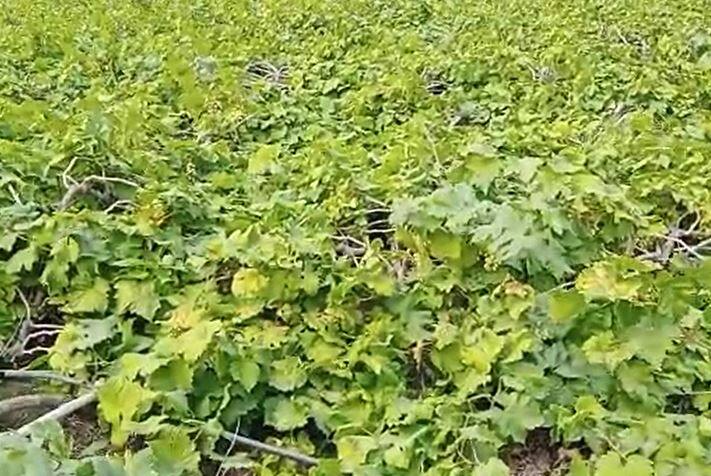 कवठेमहांकाळ तालुक्यातील बनेवाडी गावातील महादेव रंगराव जगताप यांची खरशिंग हद्दीमध्ये दोन एकर क्षेत्र द्राक्ष बाग होती.