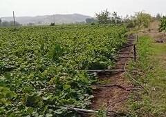 क्षणार्धात होत्याचं नव्हतं, वाऱ्यामुळं दोन एकर द्राक्ष बाग कोसळली