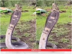 प्यासा भटक रहा था फन फैलाये नाग, शख्स ने पिलाया पानी