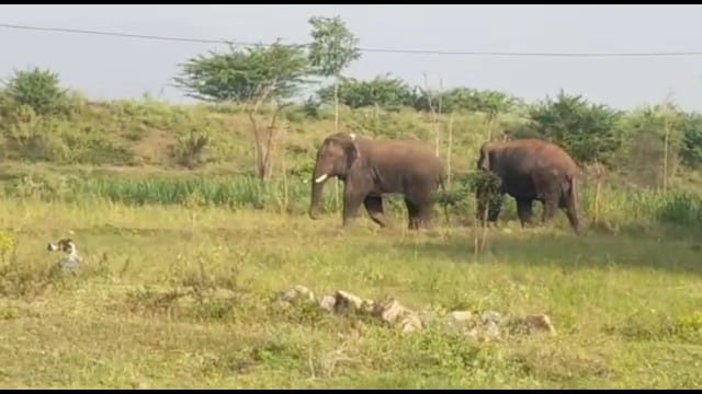 தருமபுரியில் ஒற்றை யானையை பிடிக்க கும்கி யானை வரவழைப்பு