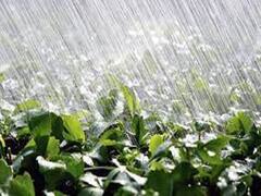 यहां एक सप्ताह में 3 बार बारिश, फसल जलमग्न हुई तो लगा झुलसा रोग, लाखों का नुकसान