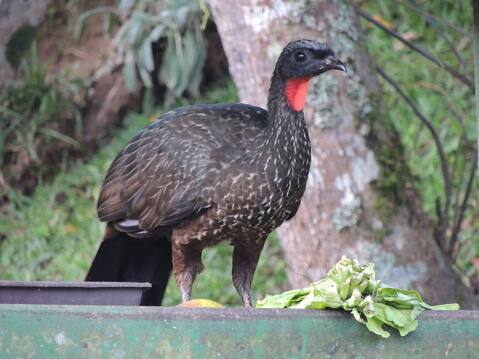ही कॉफी चांगलीच लोकप्रिय झाली. सध्या ही कॉफी जगातील सर्वात महागडी कॉफी म्हणून ओळखली जाते.        (PC:istock)