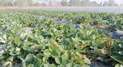 ਪੰਜਾਬ ਵਿੱਚ ਵੀ ਹੋ ਰਹੀ ਹੈ ਸਟ੍ਰਾਬੇਰੀ ਦੀ ਖੇਤੀ, ਜਾਣੋ ਕਿੰਨੇ ਹੋਵੇਗਾ ਮੁਨਾਫਾ