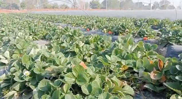 ਸਟ੍ਰਾਬੇਰੀ ਪੰਜਾਬ ਦੀ ਫਸਲ ਨਹੀਂ ਹੈ ਪਰ ਇਸ ਕਿਸਾਨ ਨੇ ਫਸਲੀ ਚੱਕਰ ਵਿੱਚੋਂ ਨਿਕਲ ਕੇ ਸਟ੍ਰਾਬੇਰੀ ਦੀ ਖੇਤੀ ਨੂੰ ਅਪਣਾਇਆ ਹੈ। ਭਾਵੇਂ ਇਸ ਵਿੱਚ ਕਾਫੀ ਮਿਹਨਤ ਕਰਨੀ ਪੈਂਦੀ ਹੈ ਪਰ ਕਮਾਈ ਝੋਨੇ ਅਤੇ ਕਣਕ ਨਾਲੋਂ ਵੱਧ ਹੁੰਦੀ ਹੈ