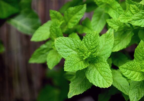 Mint Leaves: புதினா இலைகள் இந்த உபாதைகளை தடுக்குமா? இது நீங்க கேள்விப்படாத விஷயம்.. Mint Leaves: புதினா இலைகள் இந்த உபாதைகளை தடுக்குமா? இது நீங்க கேள்விப்படாத விஷயம்..