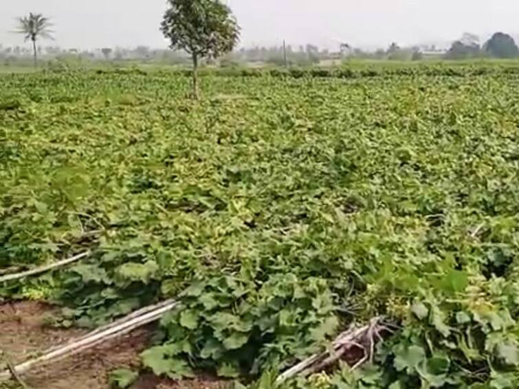 in sangli A two acre vineyard collapsed due to heavy wind 15 lakhs loss Sangli News : कवठेमहांकाळमधील खरशिंगमध्ये जोरदार वाऱ्याने दोन एकरातील द्राक्ष बाग कोसळली; 15 लाखांचे नुकसान