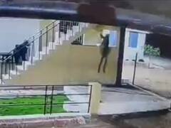 बालोद: तेंदुए के आतंक से लोगों में दहशत का माहौल, फॉर्म हाउस में घुसकर पालतू कुत्ते को बनाया शिकार