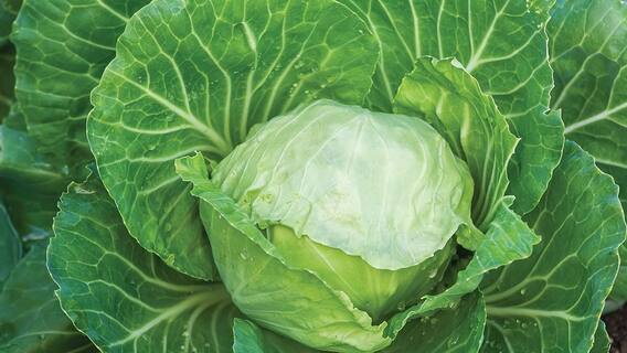 Cabbage Juice Benefits: पत्तागोभी का जूस सिर्फ वजन ही कम नहीं करता बल्कि इसके और भी कई बड़े फायदे हैं.