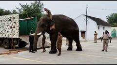 தருமபுரியில் ஒற்றை யானையை பிடிக்க கும்கி யானை வரவழைப்பு