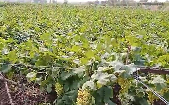 बाग कोसळल्यानं शेतकरी फार मोठ्या संकटात सापडला आहे. कोसळलेली द्राक्ष बाग पाहून शेतकरी रडू लागला. यामध्ये शेतकऱ्याचे 15 लाख रुपयांचे नुकसान झाले आहे.