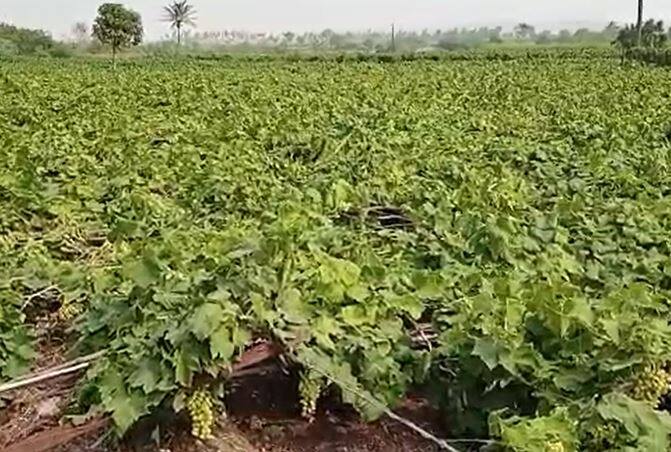सकाळी साडेसातच्या दरम्यान जोरदार वाऱ्यानं बागेच्या आत शिरकाव केला आणि बघता बघता बाग खाली कोसळली.